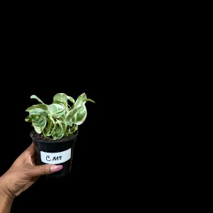 N'Joy Pothos Live Plant – White Variegated Indoor Vine – 4 inch Pot - Image 6