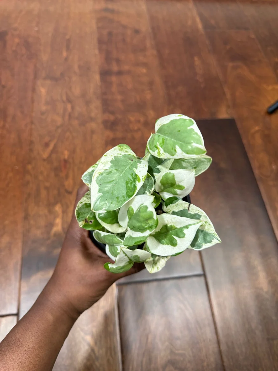 N'Joy Pothos Live Plant – White Variegated Indoor Vine – 4 inch Pot - Image 7