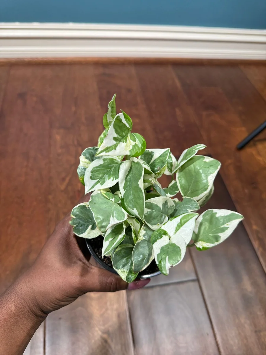 N'Joy Pothos Live Plant – White Variegated Indoor Vine – 4 inch Pot - Image 8