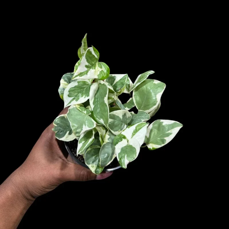 Pothos 'NJoy'  Trailing Variegated Indoor Plant for Easy Care & Display 4" Pot / White Cyclinder