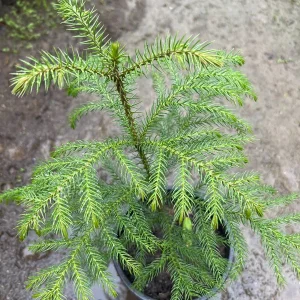 Norfolk Island Pine Live Plant – 1 ft Tall – 1 Gallon Pot – Indoor Houseplant - Image 1
