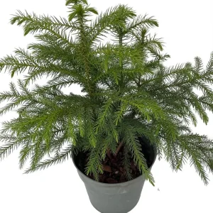 Norfolk Island Pine Live Plant - Indoor Christmas Tree - 6 inch Pot - Image 2