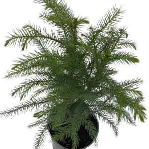 Norfolk Island Pine Live Plant - Indoor Christmas Tree - 4 Inch Pot - Image 2