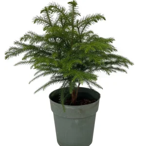 Norfolk Island Pine Live Plant – Indoor Christmas Tree – 6 inch Pot – Houseplant - Image 3