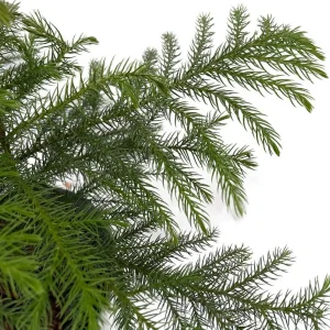 Norfolk Island Pine Live Plant - Indoor Christmas Tree - 4 Inch Pot - Image 3