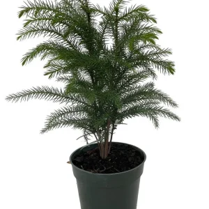 Norfolk Island Pine Live Plant - Indoor Christmas Tree - 4 Inch Pot - Image 1