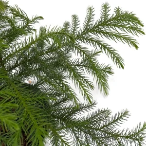 Norfolk Island Pine Live Plant – Indoor Christmas Tree – 6 inch Pot – Houseplant - Image 4