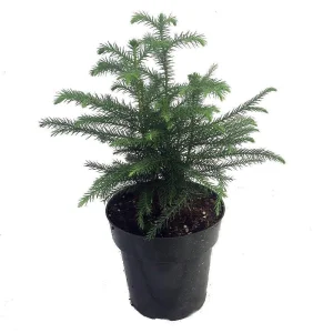Norfolk Island Pine Live Plant – Indoor Christmas Tree – 6 inch Pot – Houseplant - Image 5
