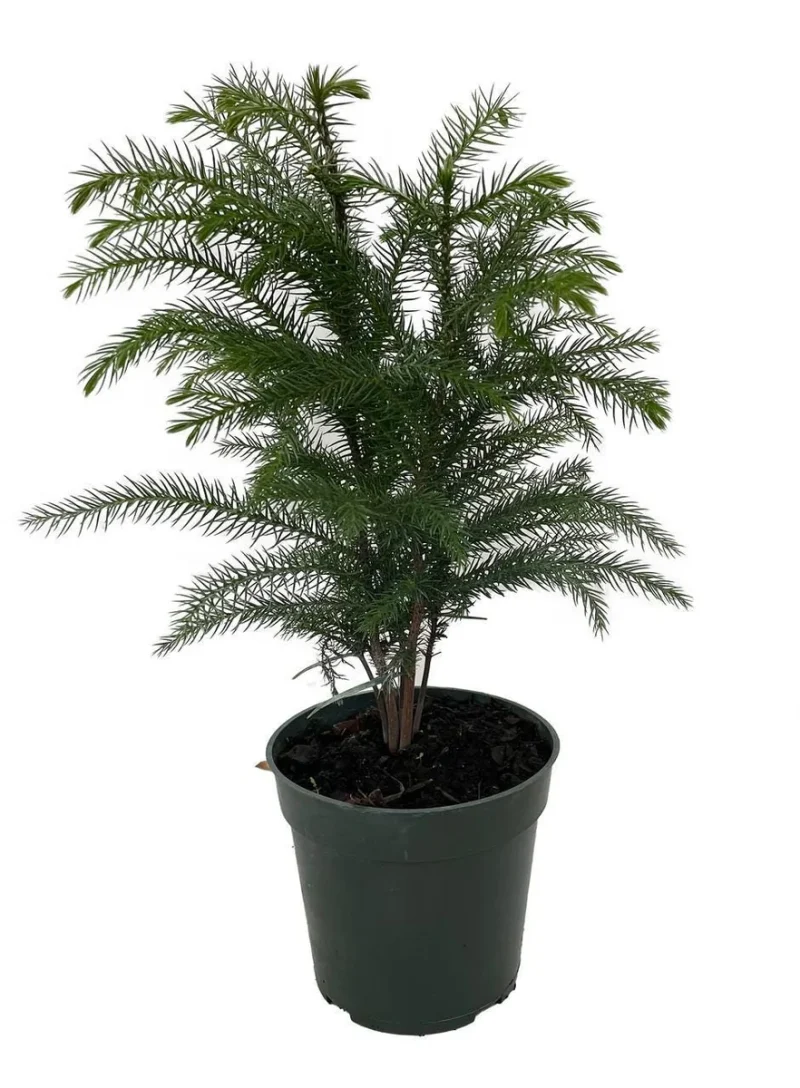 Norfolk Island Pine Live Plant - Indoor Christmas Tree - 4 Inch Pot