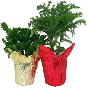 Norfolk Pine & Christmas Cactus Duo Live Plants - 4 inch Pots - Indoor Holiday Decor - Image 1