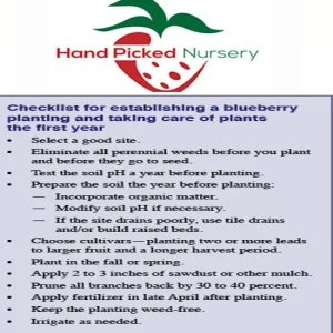 North Country Half-High Bush Blueberry Live Plant - 1 Quart Pot, 10-12" Tall, Bare Root - Image 2