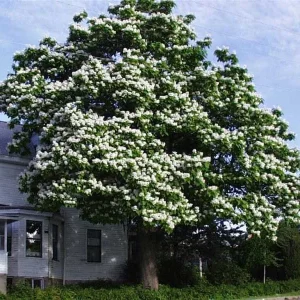 Northern Catalpa Tree Seeds - 100+ Seed Pack - Outdoor Flowering Tree Seeds - Image 5