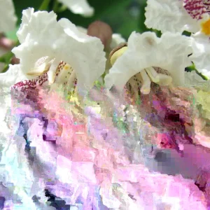 Northern Catalpa Tree Seeds - 50+ Seed Pack for Fast Growing Shade Tree, Outdoor - Image 4