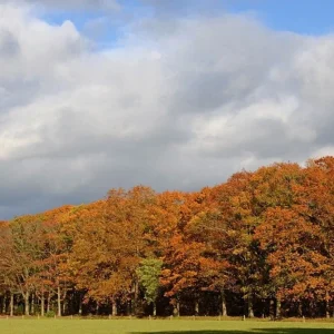 Northern Red Oak Saplings - Live Quercus rubra Plants 6+ Inches - Set of 2 for Outdoor Planting - Image 2