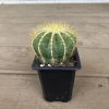 Notocactus Magnificus Balloon Cactus - 2.5 inch Potted Live Succulent Plant - Image 1