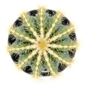 Notocactus Magnificus Balloon Cactus - 2.5 inch Potted Live Succulent Plant - Image 2