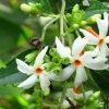 Nyctanthes arbor-tristis Live Plant - Night-flowering Jasmine, 4 inch Pot, Outdoor Tropical Shrub - Image 1