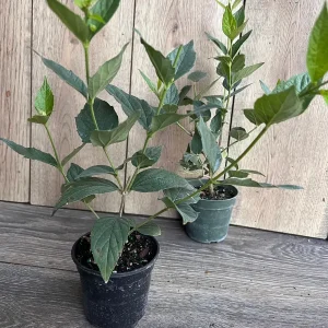 Nyctanthes arbor-tristis Live Plant - Night-flowering Jasmine - 4 inch Pot - Image 2