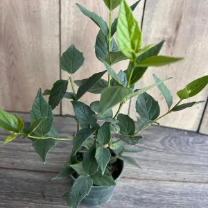 Nyctanthes arbor-tristis Live Plant - Night-flowering Jasmine - 4 inch Pot - Image 3