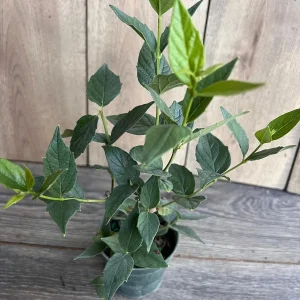 Nyctanthes arbor-tristis Live Plant - Night-flowering Jasmine, 4 inch Pot, Outdoor Tropical Shrub - Image 3