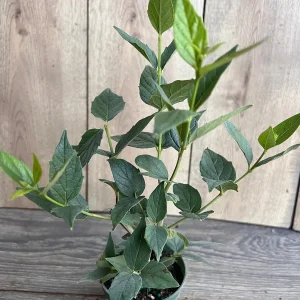 Nyctanthes arbor-tristis Live Plant - Night-flowering Jasmine - 4 inch Pot - Image 4