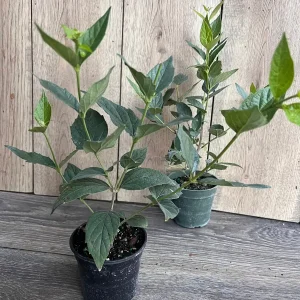 Nyctanthes arbor-tristis Live Plant - Night-flowering Jasmine - 4 inch Pot - Image 5