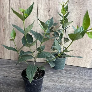 Nyctanthes arbor-tristis Live Plant - Night-flowering Jasmine, 4 inch Pot, Outdoor Tropical Shrub - Image 5