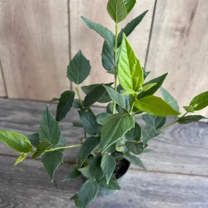 Nyctanthes arbor-tristis Live Plant - Night-flowering Jasmine - 4 inch Pot - Image 6