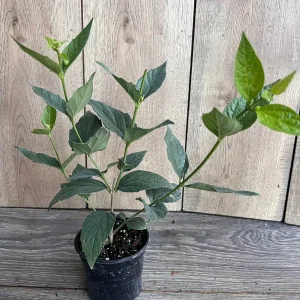 Nyctanthes arbor-tristis Live Plant - Night-flowering Jasmine - 4 inch Pot - Image 7