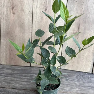 Nyctanthes arbor-tristis Live Plant - Night-flowering Jasmine, 4 inch Pot, Outdoor Tropical Shrub - Image 8