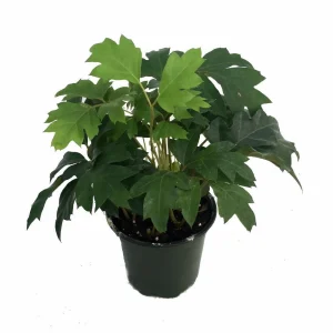 Oak Leaf Grape Ivy Plant – Cissus rhombifolia – Live Plant – 4 inch Pot – Indoor - Image 1