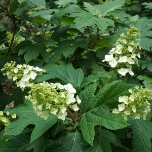 Oak Leaf Hydrangea 'Snow Queen' Live Plant - Gallon Pot - 18-24'' Tall - Image 2