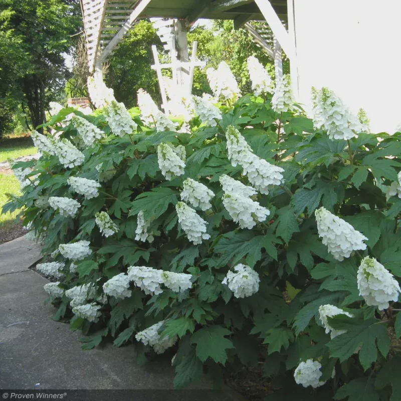 Snowcycle Hydrangea Oak Leaf Hydrangea Plant 'Snow Queen' - Gallon Pot - 18-24''