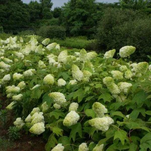 Oak Leaf Hydrangea 'Snow Queen' Live Plant - Gallon Pot - 18-24'' Tall - Image 7