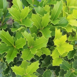 Oakland Holly Live Plant - Evergreen Shrub, 2.5 inch Pot, Outdoor - Image 1