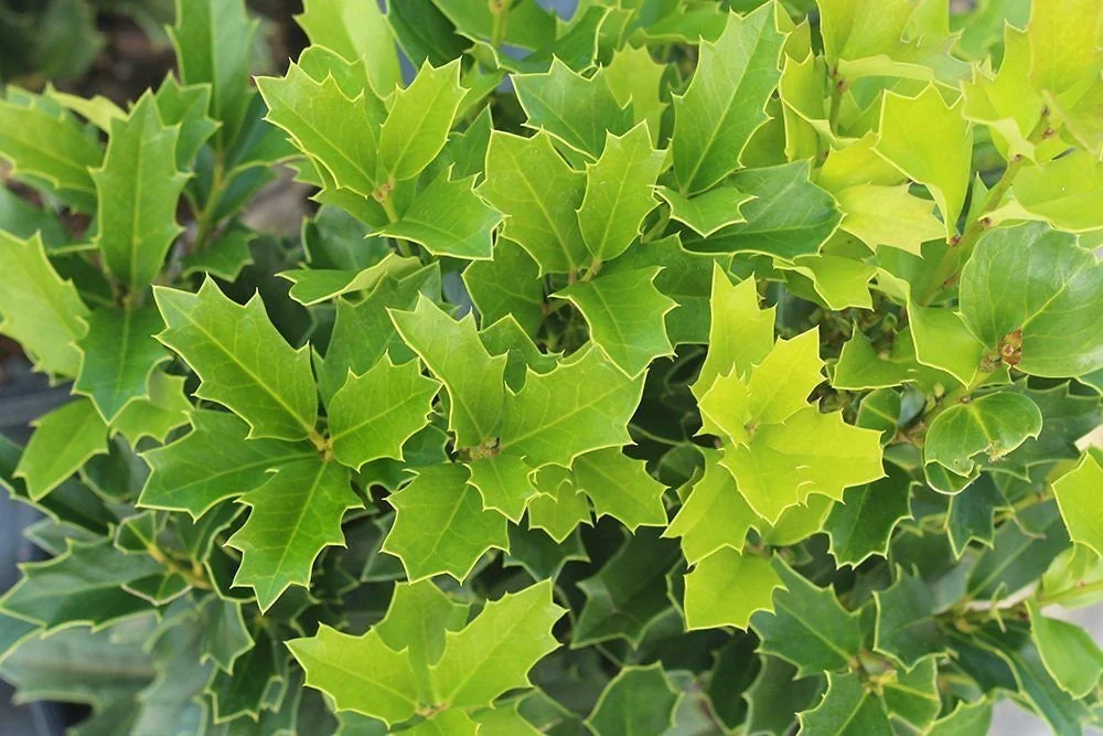 Oakland Holly Live Plant - Evergreen Shrub, 2.5 inch Pot, Outdoor - Image 1
