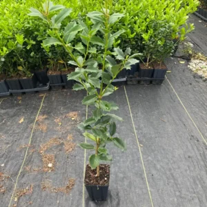 Oakland Holly Live Plant – Evergreen Shrub, Quart Pot – 6-12 in Tall - Image 3