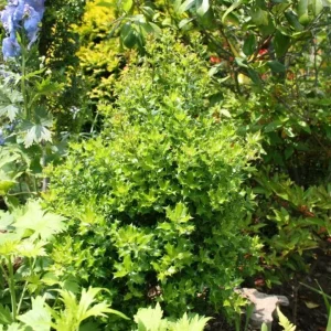 Oakland Holly Live Plant – Quart Pot – Evergreen Shrub – 6-12 inches Tall – Outdoor - Image 4