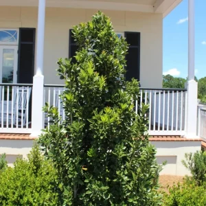 Oakland Holly Live Plant – Quart Pot – Evergreen Shrub – 6-12 inches Tall – Outdoor - Image 5