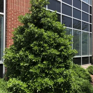 Oakland Holly Live Plant – Quart Pot – Evergreen Shrub – 6-12 inches Tall – Outdoor - Image 6