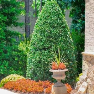 Oakland Holly Live Plant – Quart Pot – Evergreen Shrub – 6-12 inches Tall – Outdoor - Image 7