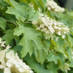 Oakleaf Hydrangea Live Plant - 6-10" Tall, 1qt Pot, Hydrangea quercifolia - Image 2