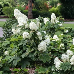 Oakleaf Hydrangea Live Plant - 6-10