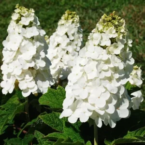 Oakleaf Hydrangea Live Plant - 6-10" Tall, 1qt Pot, Hydrangea quercifolia - Image 1