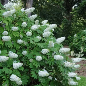 Oakleaf Hydrangea Live Plant - 6-10