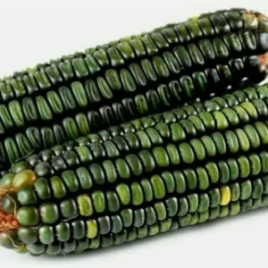 Oaxacan Green Dent Corn Seeds - 100 Heirloom Organic Zapotec Corn Seeds for Flour or Sweet - Image 3