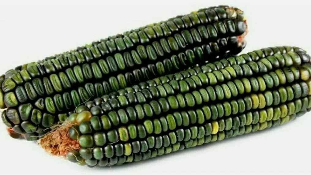 Oaxacan Green Dent Corn Seeds - 100 Heirloom Organic Zapotec Corn Seeds for Flour or Sweet - Image 5