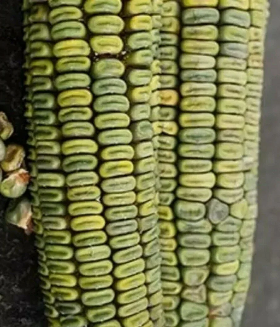 Oaxacan Green Dent Corn Seeds - 100 Heirloom Organic Zapotec Corn Seeds for Flour or Sweet - Image 6