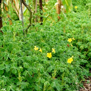 Oca Tubers - Oxalis tuberosa - Edible New Zealand Yam - Perennial Vegetable - Image 3