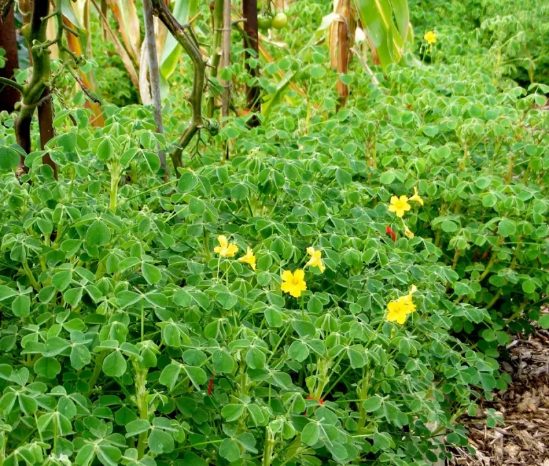 Oca Tubers - Oxalis tuberosa - Edible New Zealand Yam